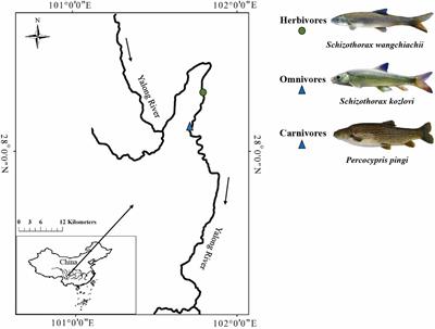 Host Species Influence the Gut Microbiota of Endemic Cold-Water Fish in Upper Yangtze River